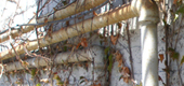 Wall Texture 3