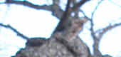 Tree 1