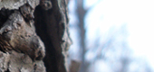 Tree 2